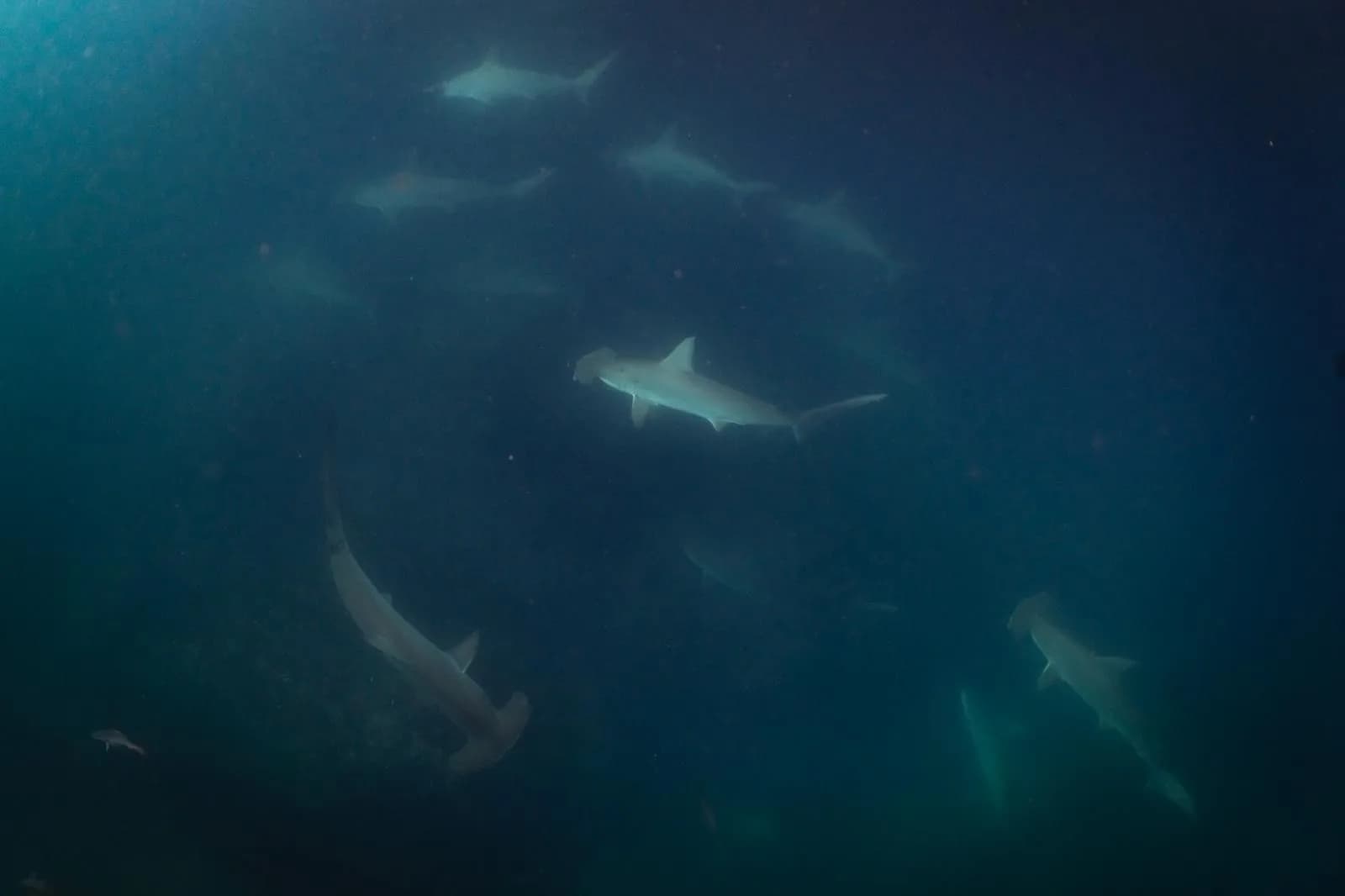 Scalloped Hammerhead