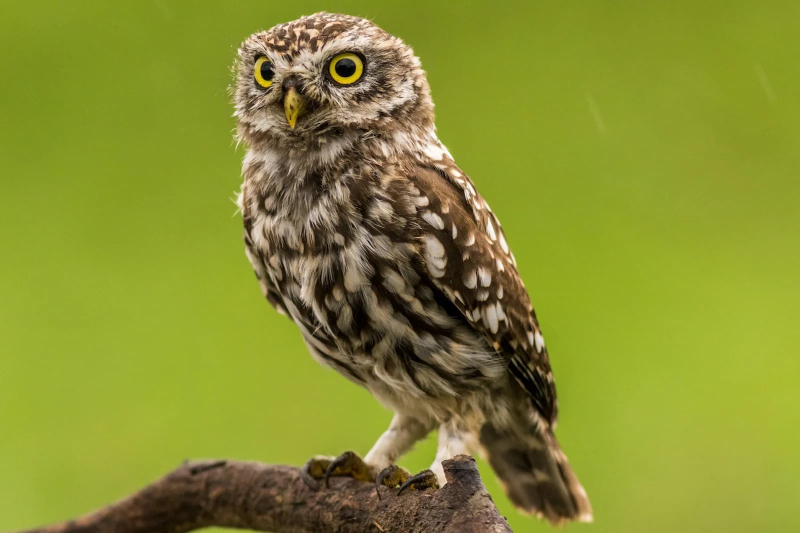 Galápagos Short-eared Owl