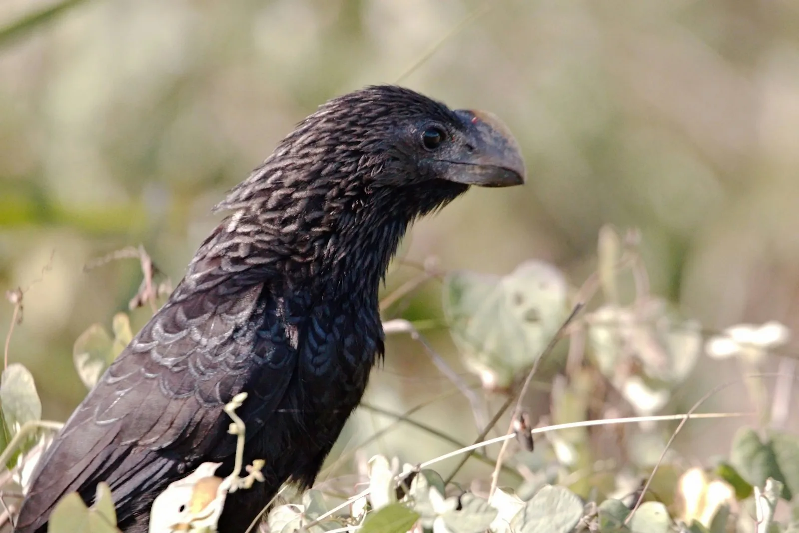 Smooth-billed Ani