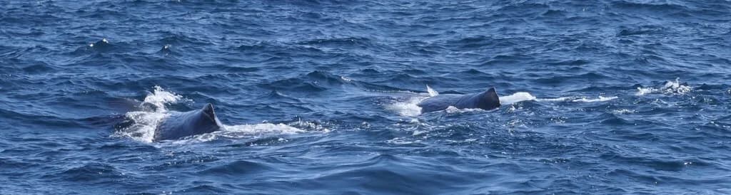 Sperm Whale