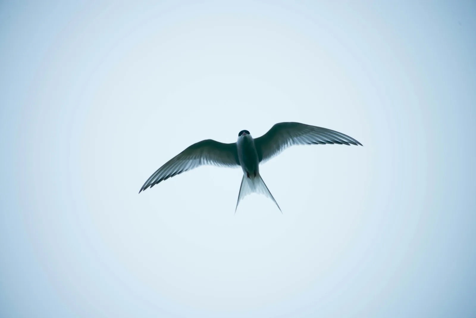 Swallow-tailed Gull