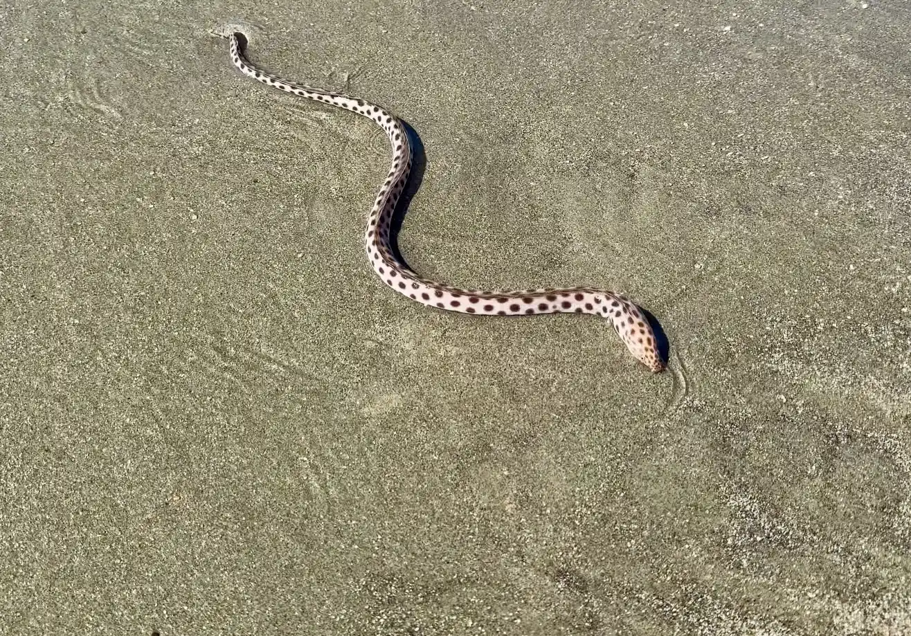 Tiger Snake Eel