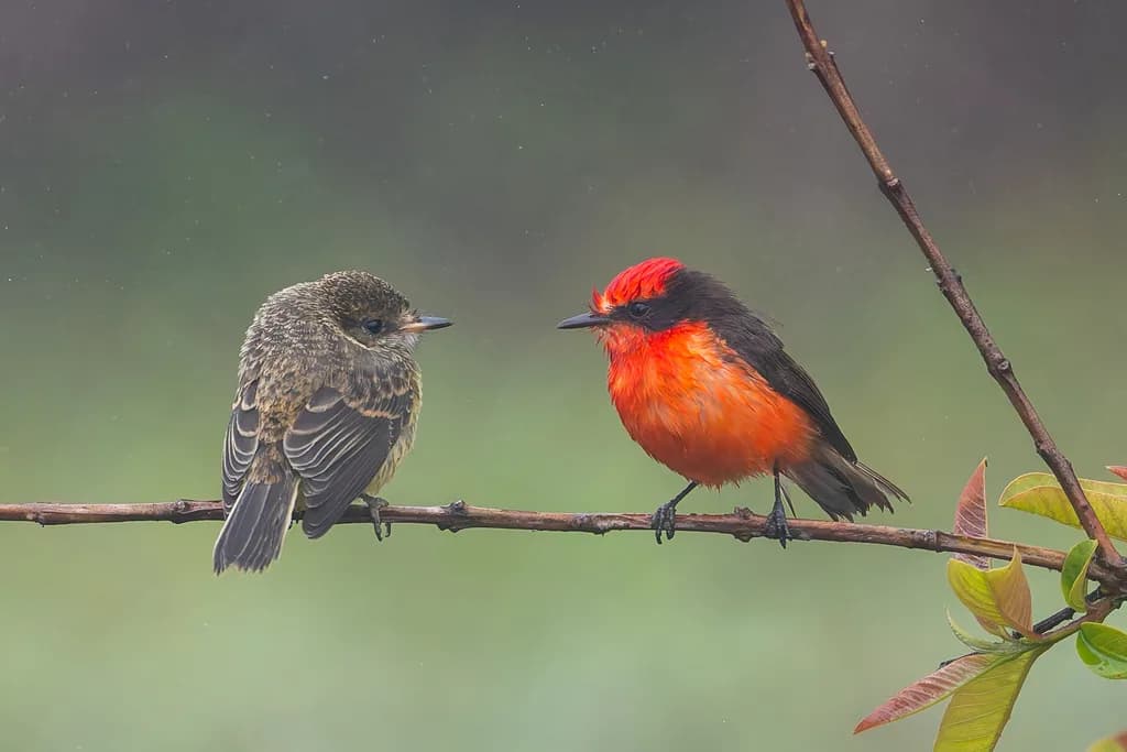 Vermilion Flycatcher