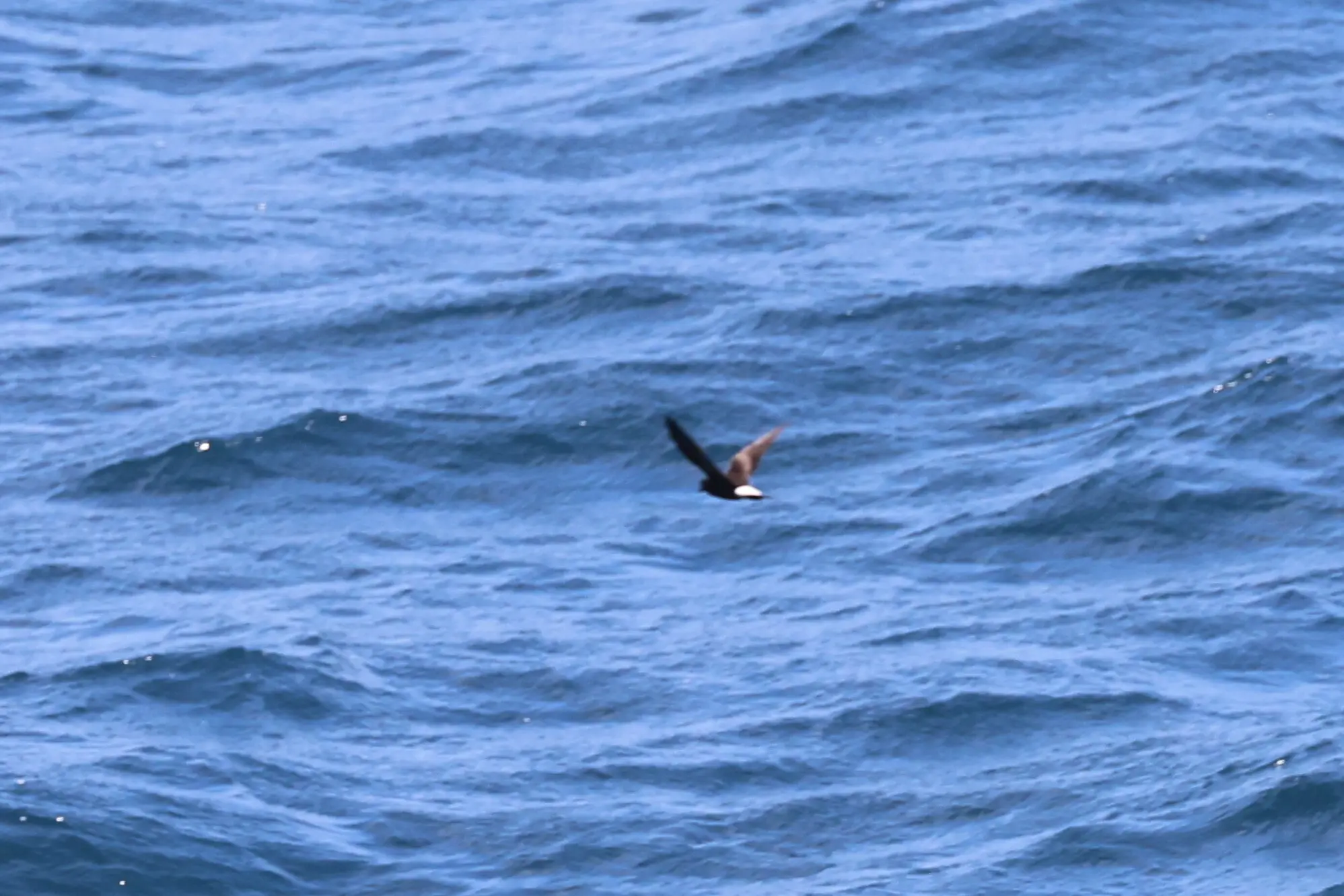Wedge-rumped Storm Petrel