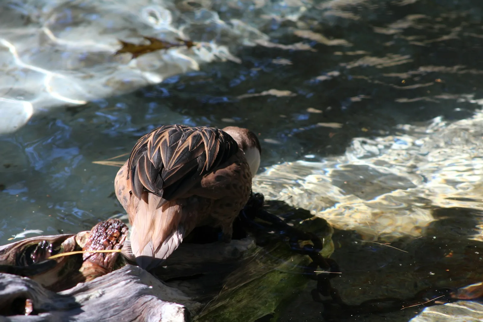 White-cheeked Pintail