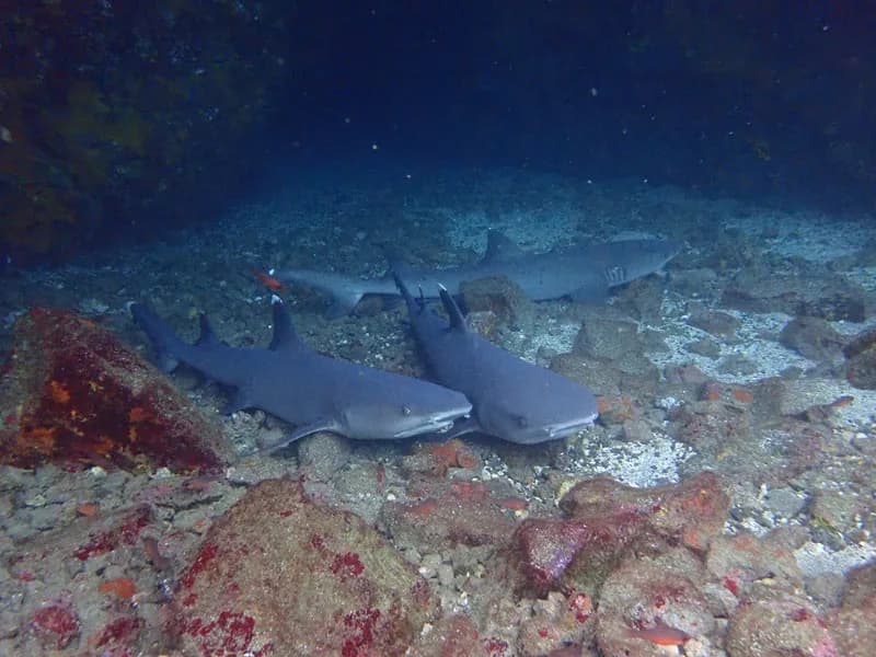 White-tipped Reef Shark