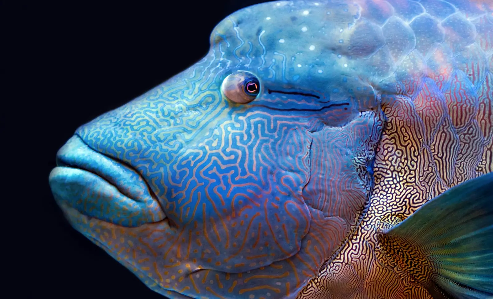 Wrasse