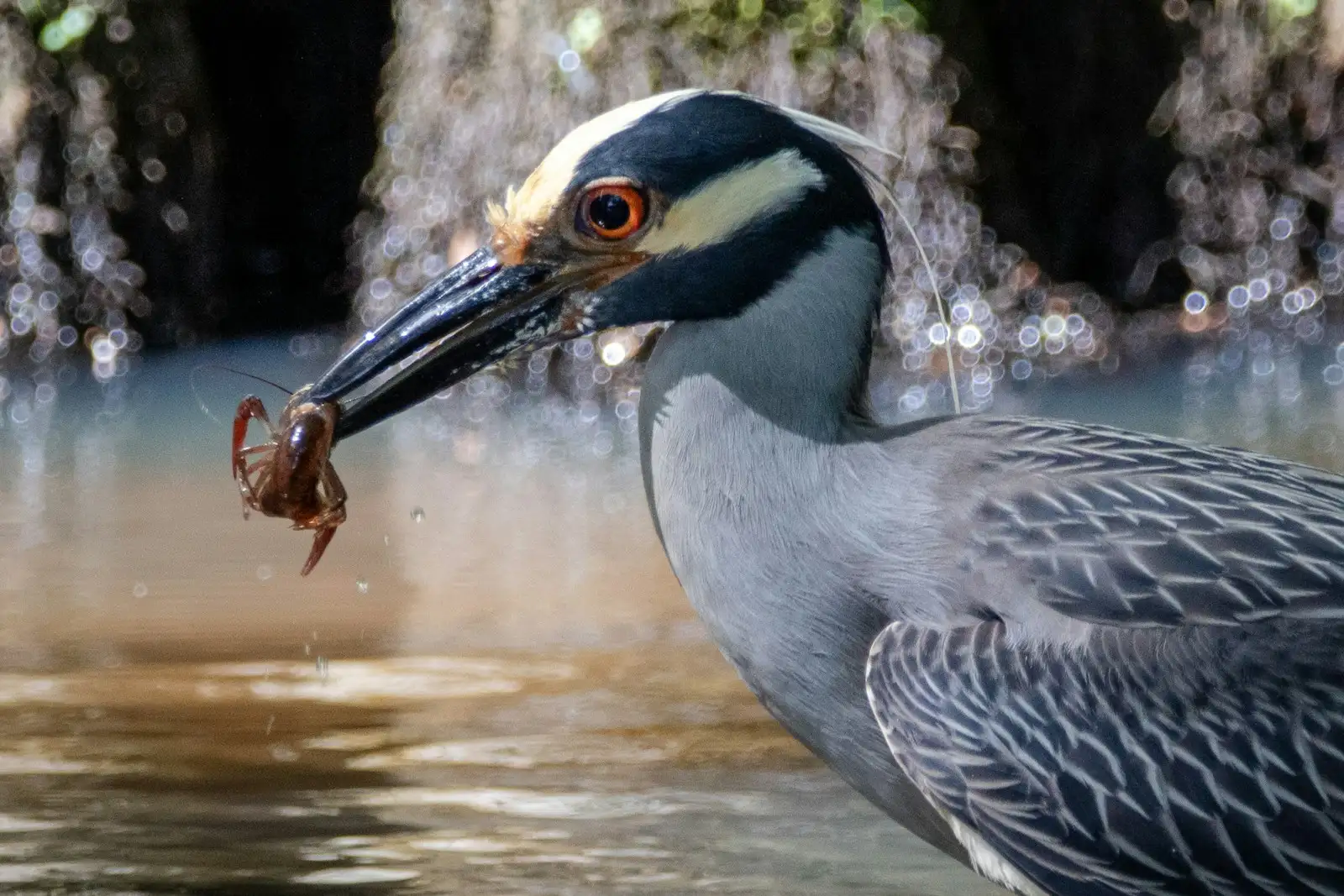 Yellow-crowned Night-Heron