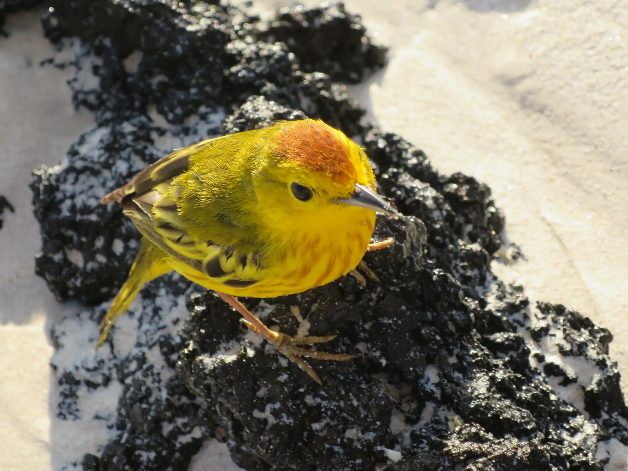 Yellow Warbler